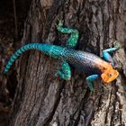 Siedleragame, Ruaha NP, Tansania