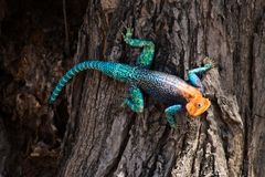 Siedleragame, Ruaha NP, Tansania