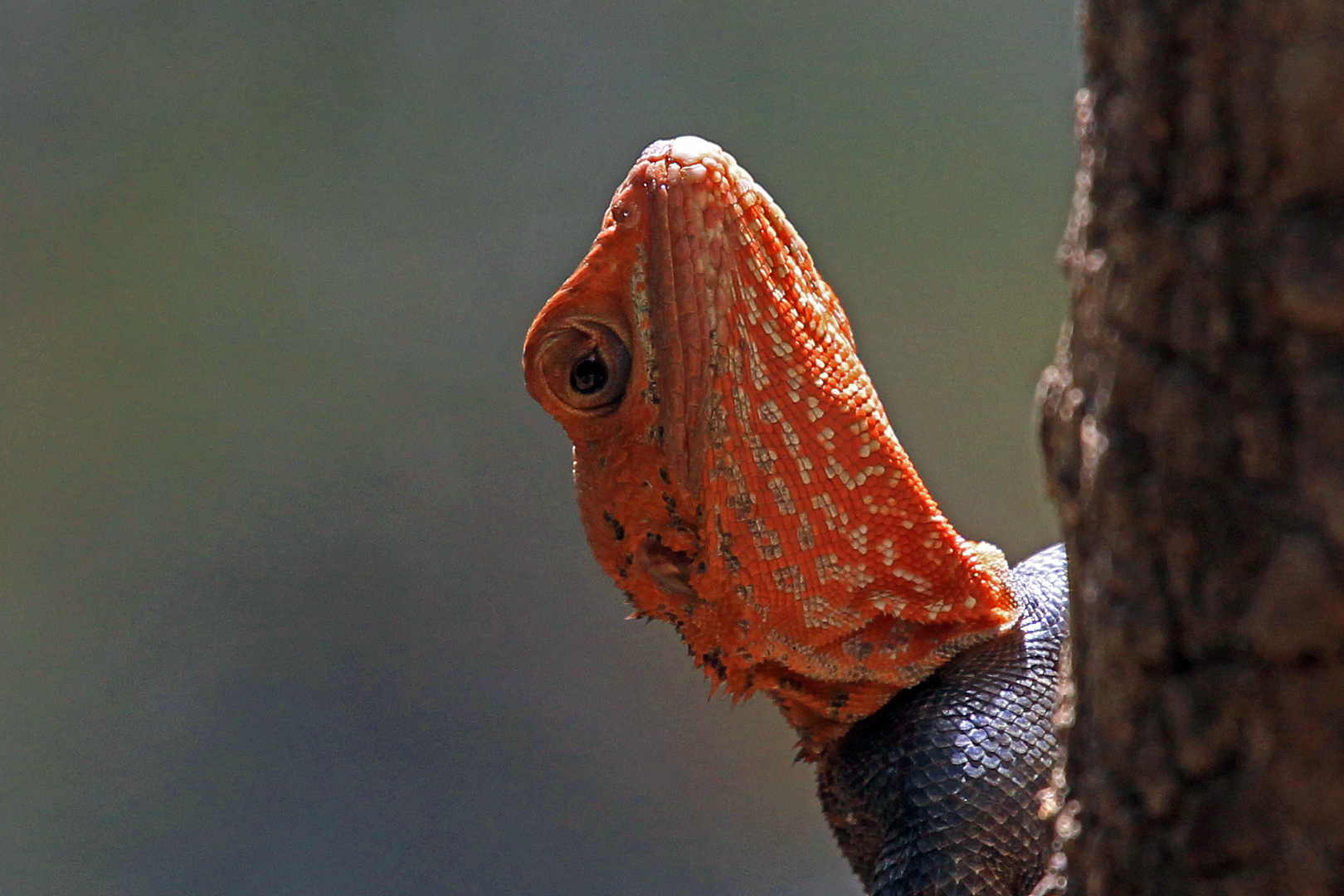 Siedleragame, Togo Foto & Bild africa, western africa, tiere Bilder