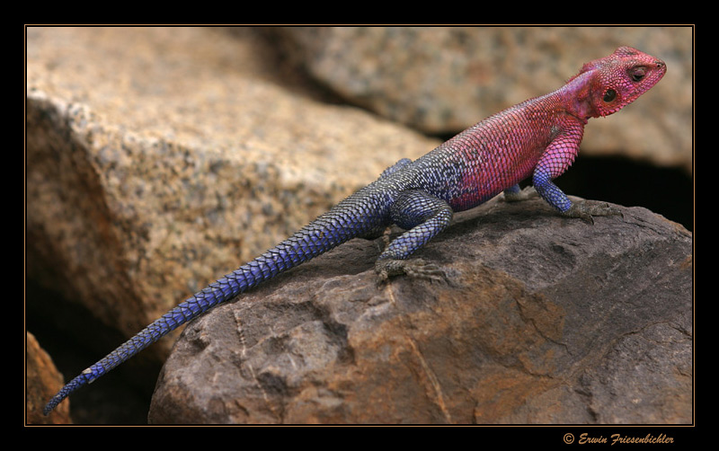 siedleragame/red headed rock agama (agama agama)