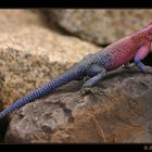 siedleragame/red headed rock agama (agama agama)