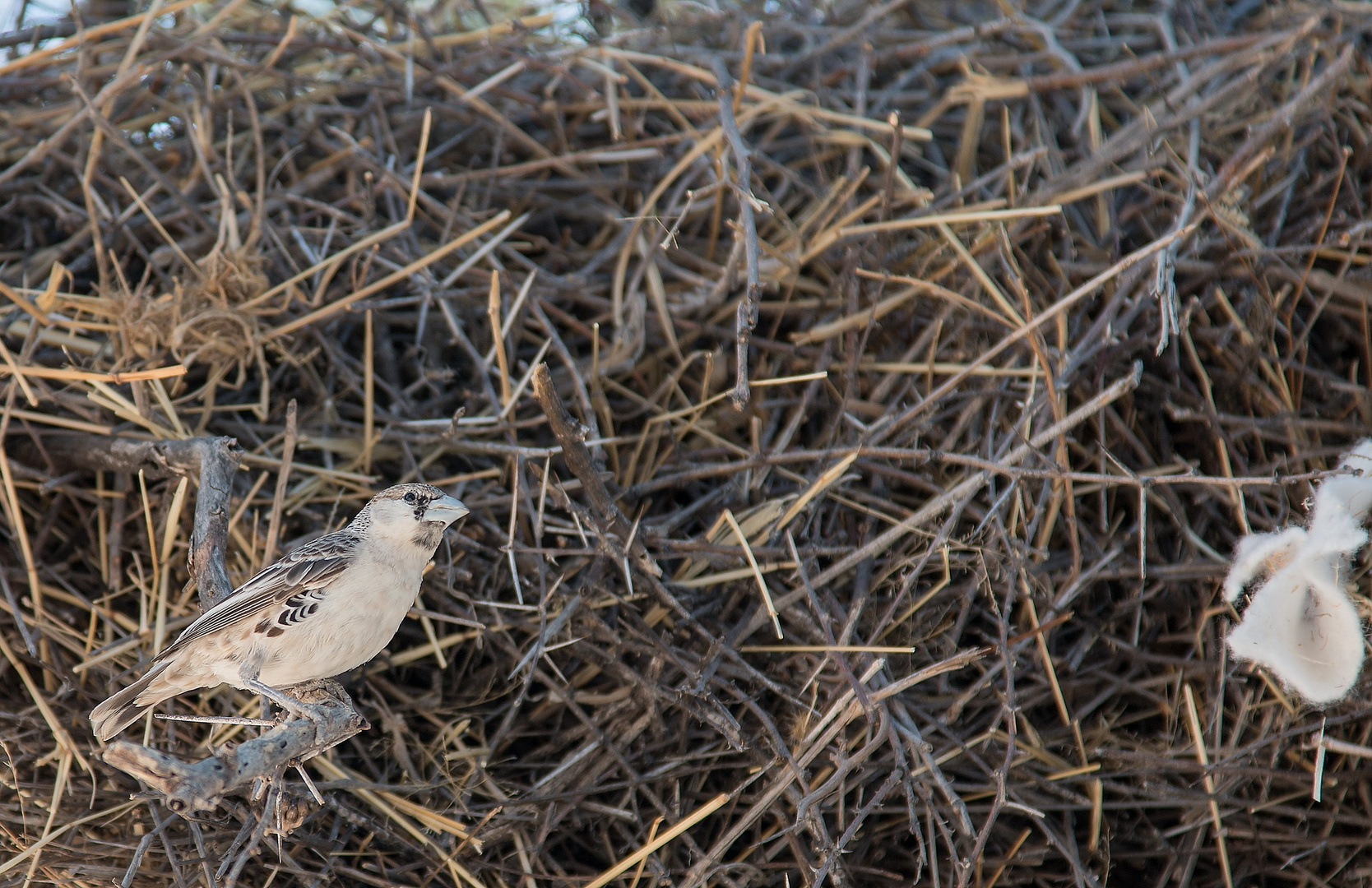 Siedlerwebervogel 01