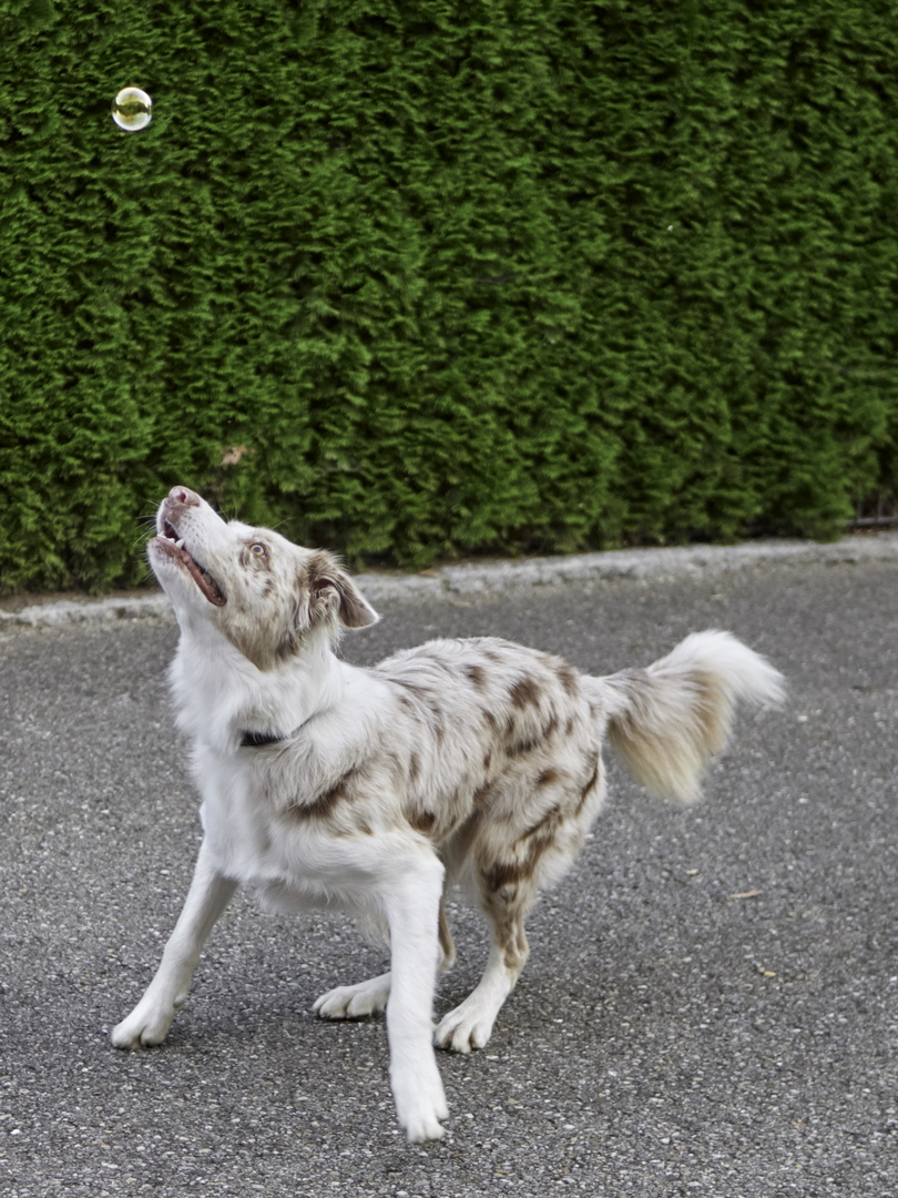 Siefenblase und Hund