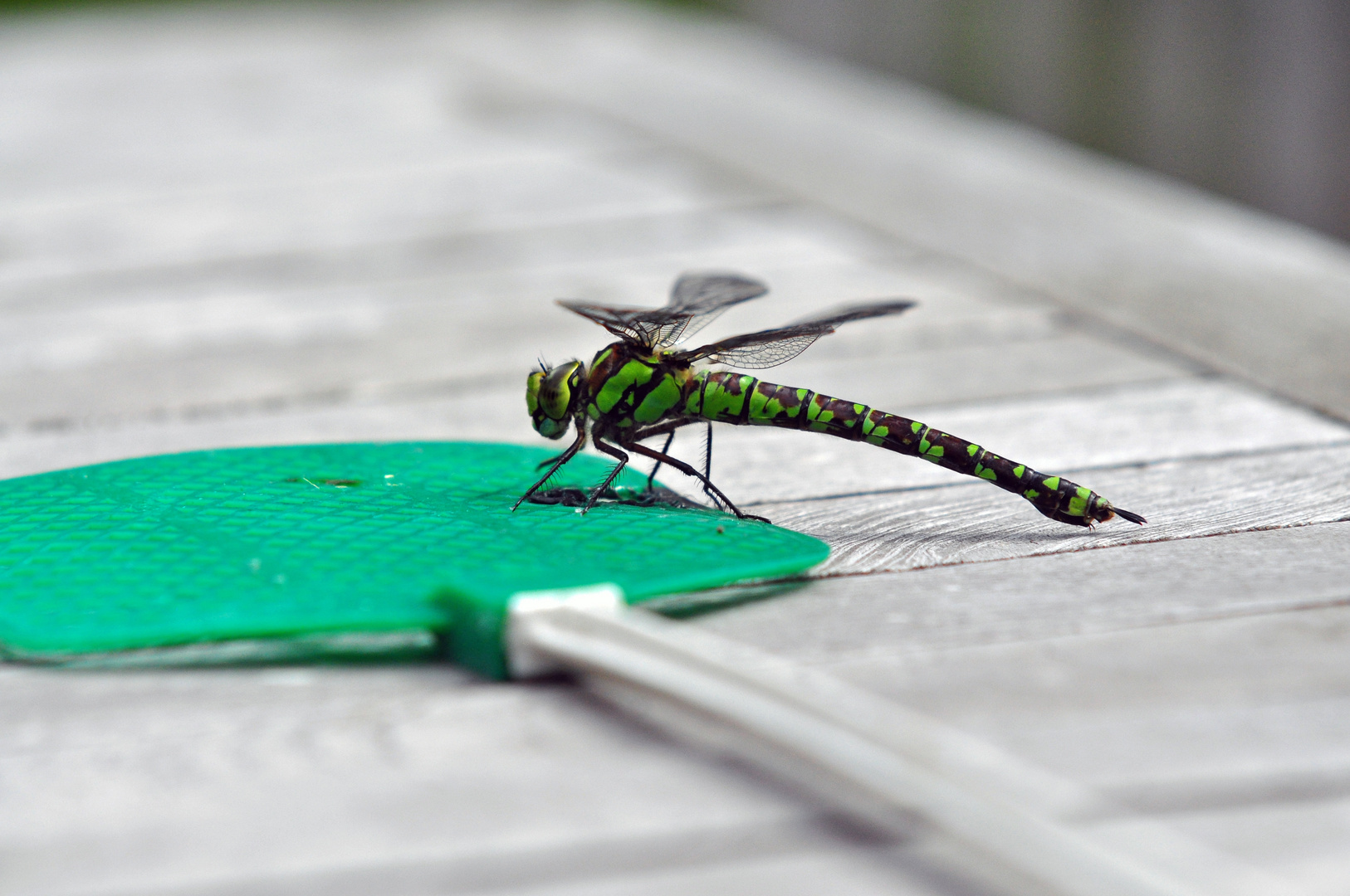 Sieg der Libelle über die Fliegenklatsche