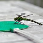 Sieg der Libelle über die Fliegenklatsche