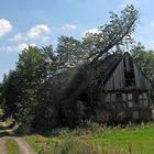 Sieg der Natur über Architektur