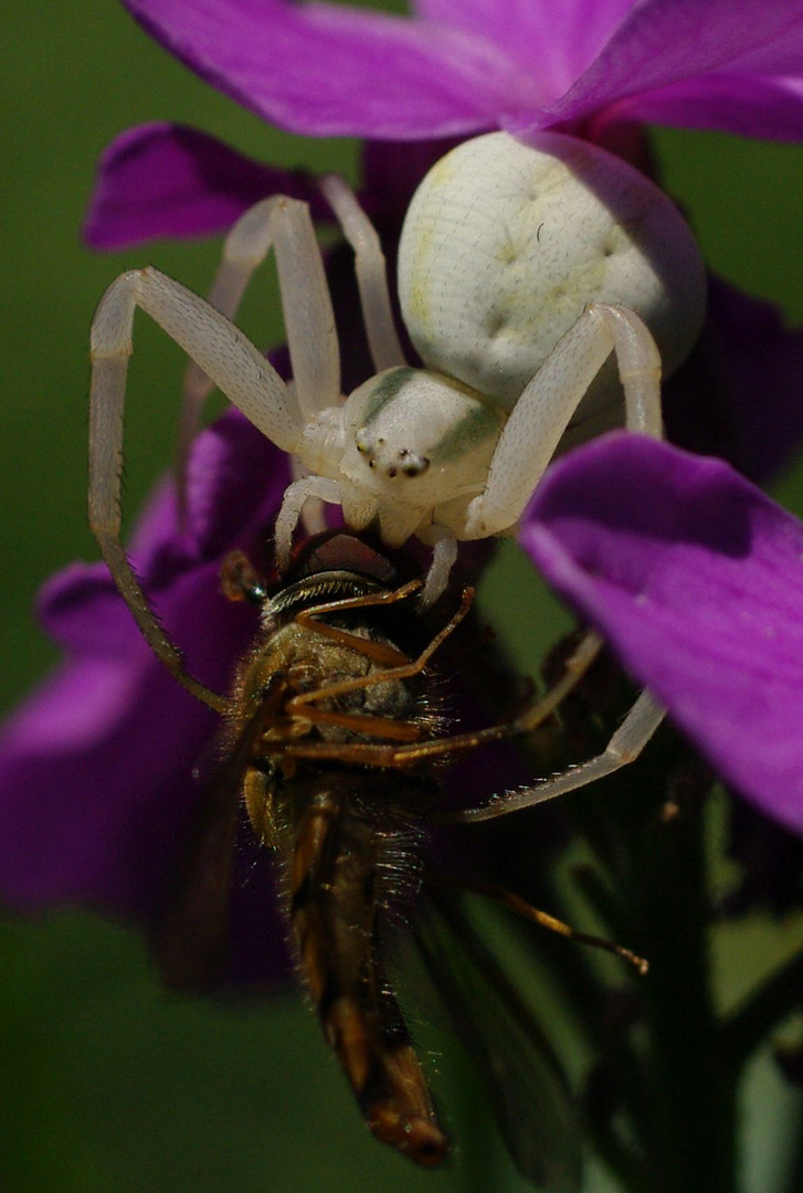 Sieg der weißen Spinne