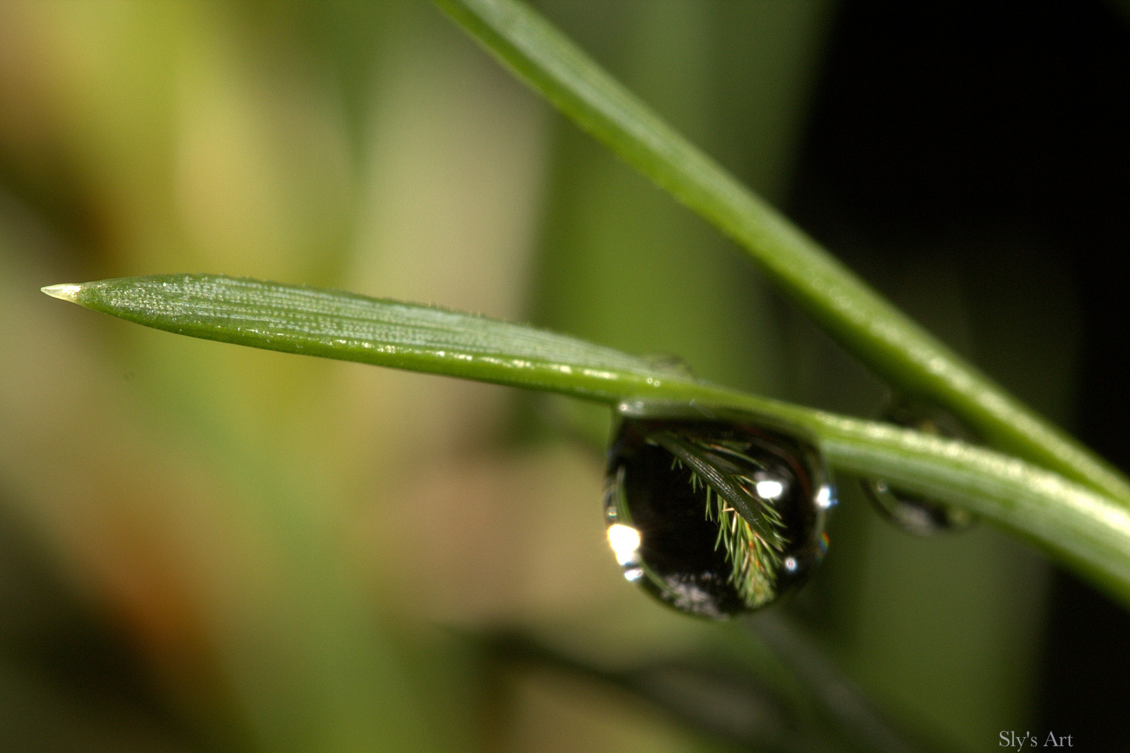 Siegelung im Wassertropfen