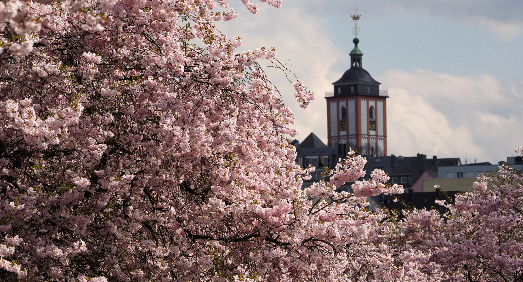 Siegen blüht