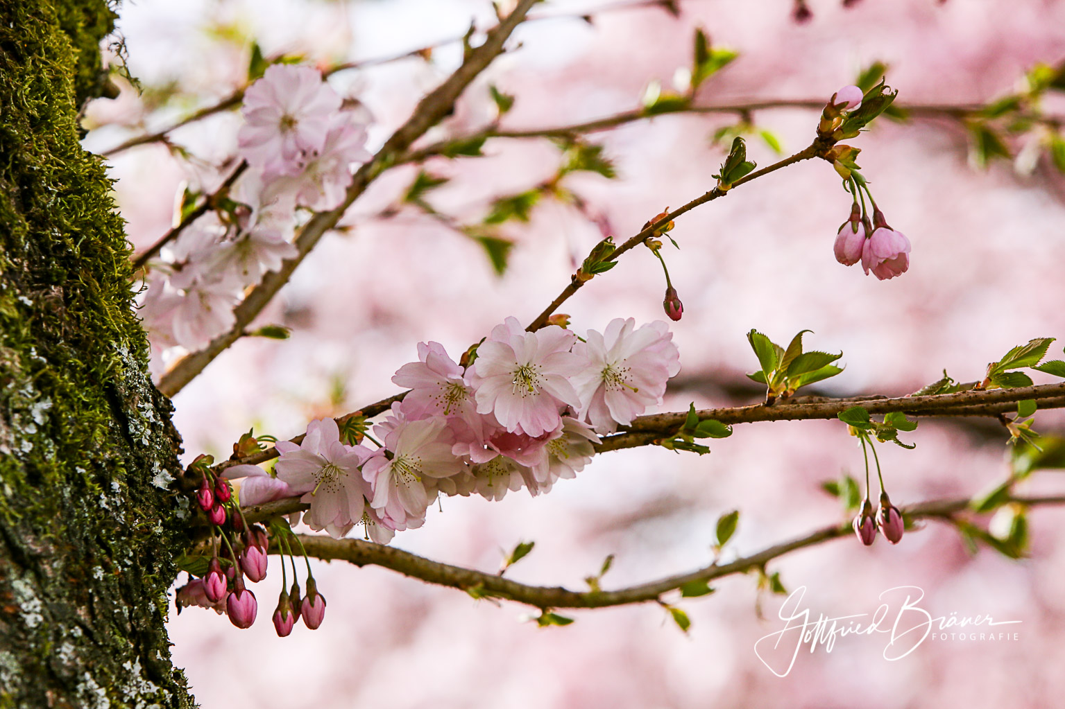 Siegen-Kirschblüte