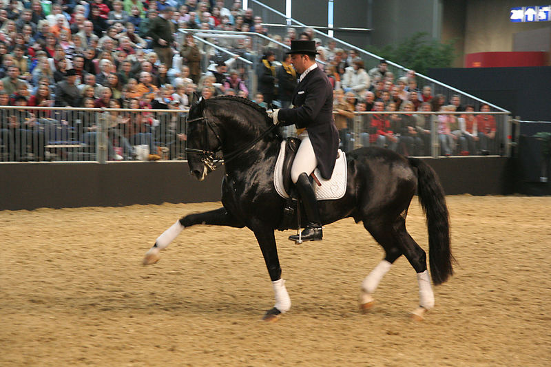 Sieger "Barockpferdecup" Pferd und Jagd...