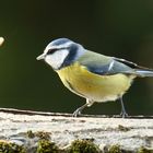 Sieger im Erdnuss-Weitwurf!