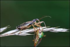 Sieger und Verlierer