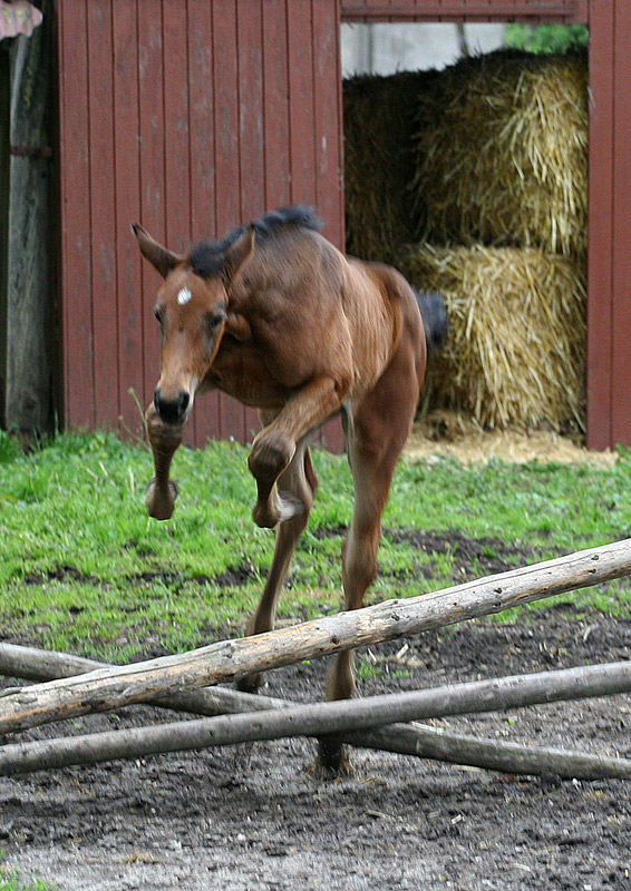 Sieger von Morgen