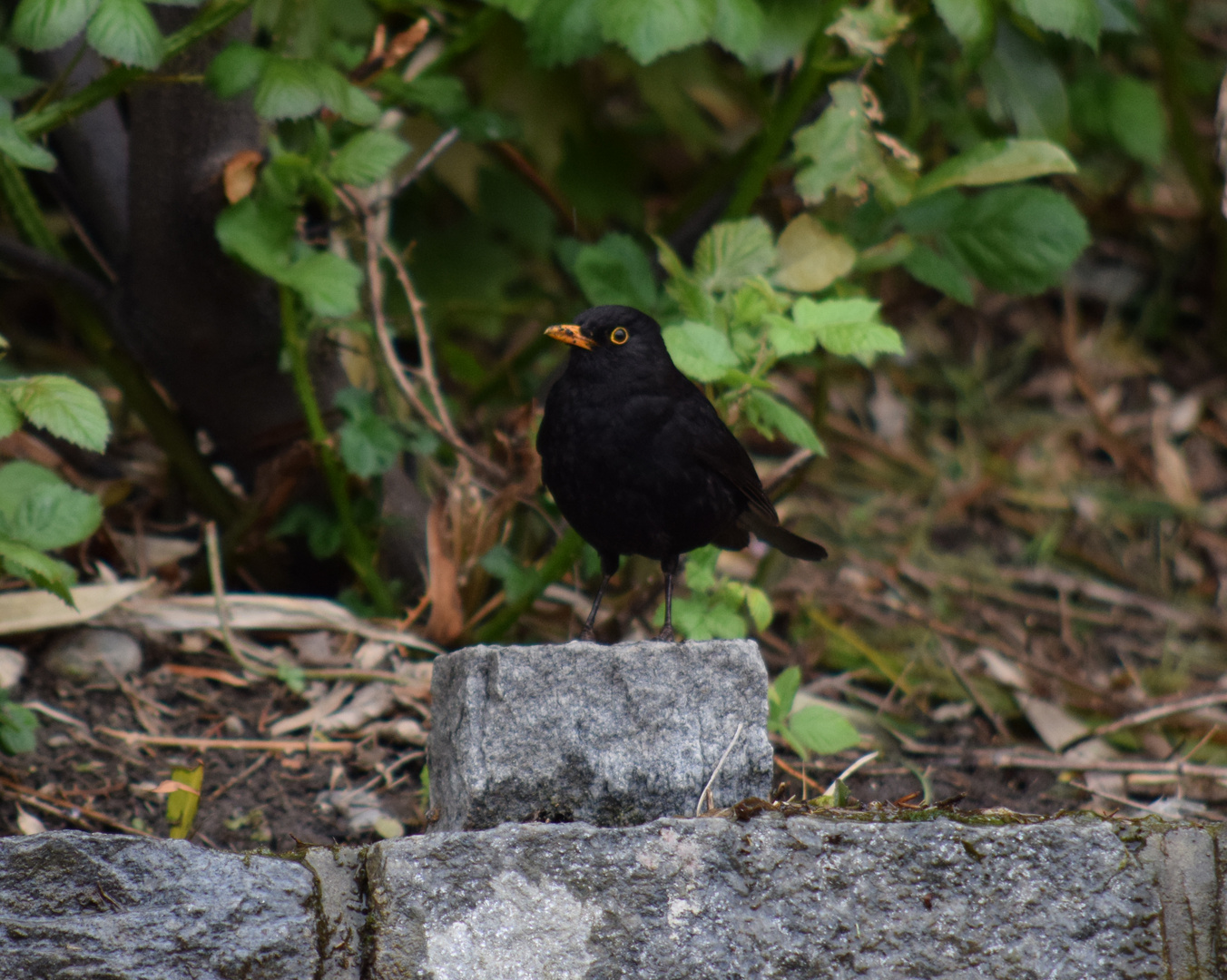 Siegeramsel