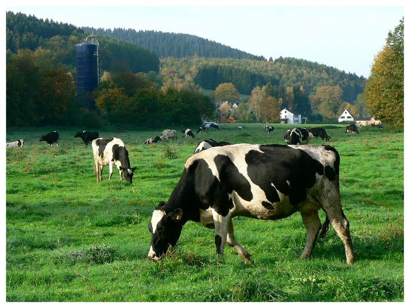 Siegerländer Kühe