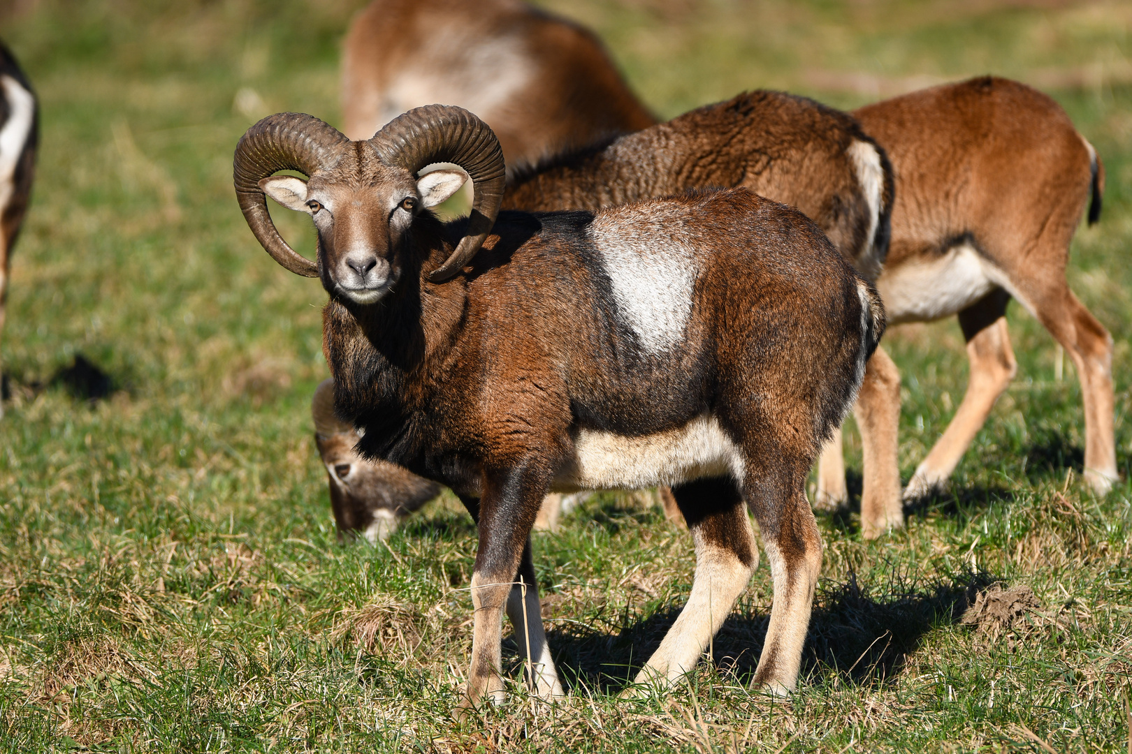 Siegerländer Muffelwild