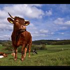 Siegerländer Stier