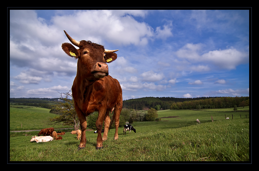 Siegerländer Stier