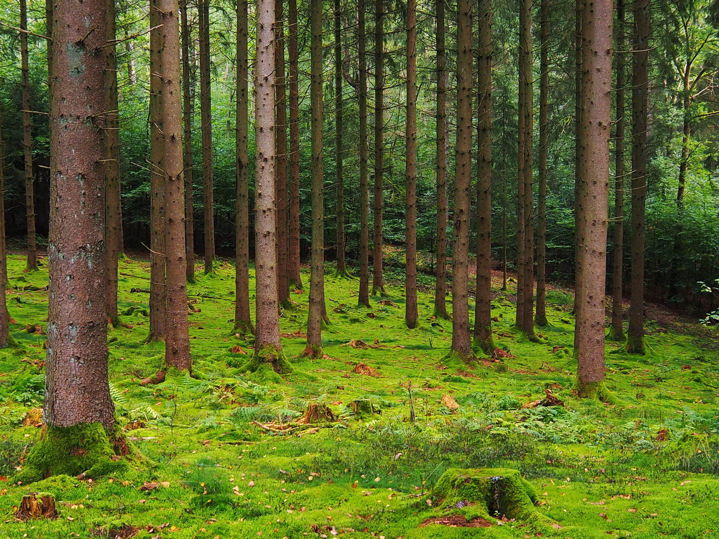 Siegerländer Wald I