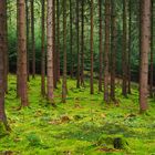 Siegerländer Wald I