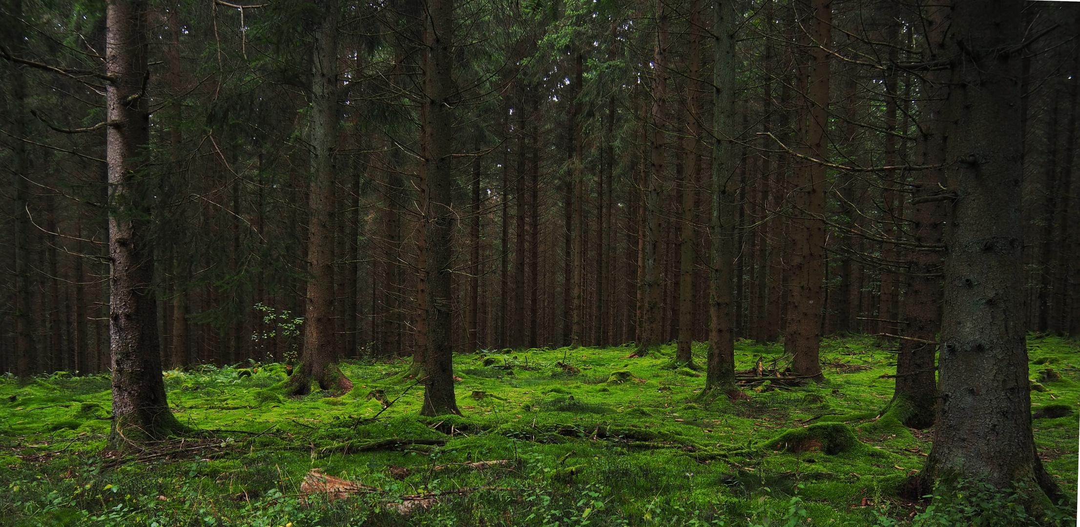 Siegerländer Wald II