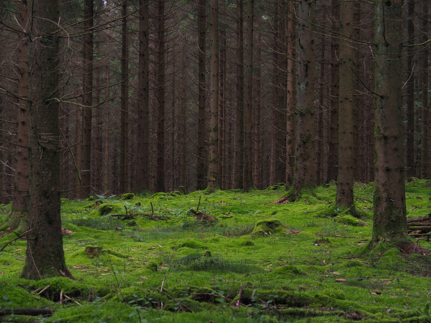 Siegerländer Wald III