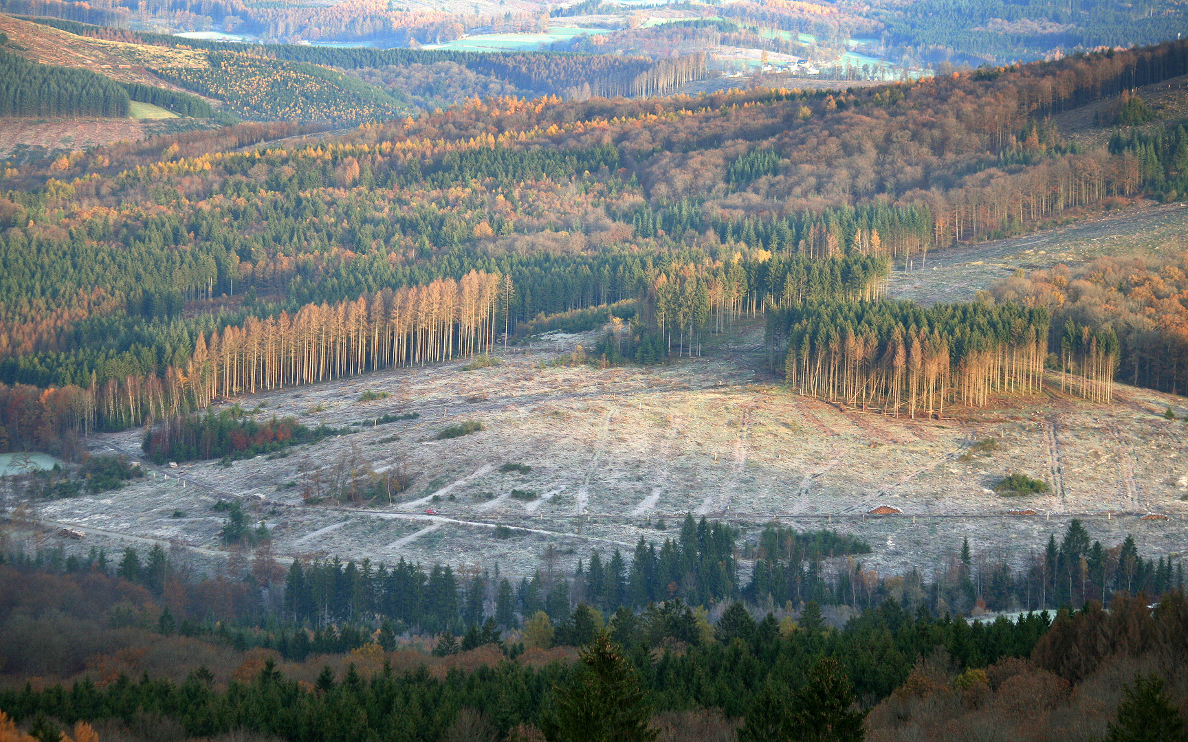 Siegerländer Wald im Herbst 2021