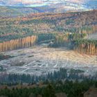 Siegerländer Wald im Herbst 2021