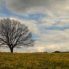 Siegerland blüht