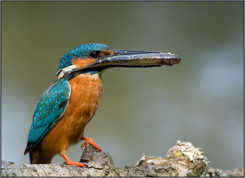 Siegerpose des Eisvogels