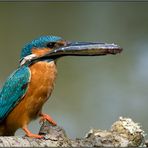 Siegerpose des Eisvogels