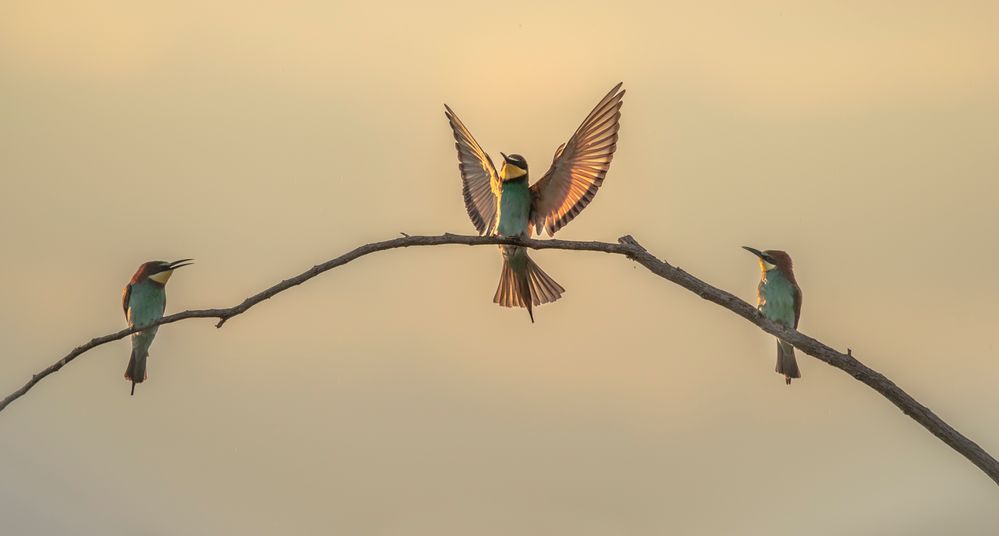 Siegerpose oder Morgengymnastik?