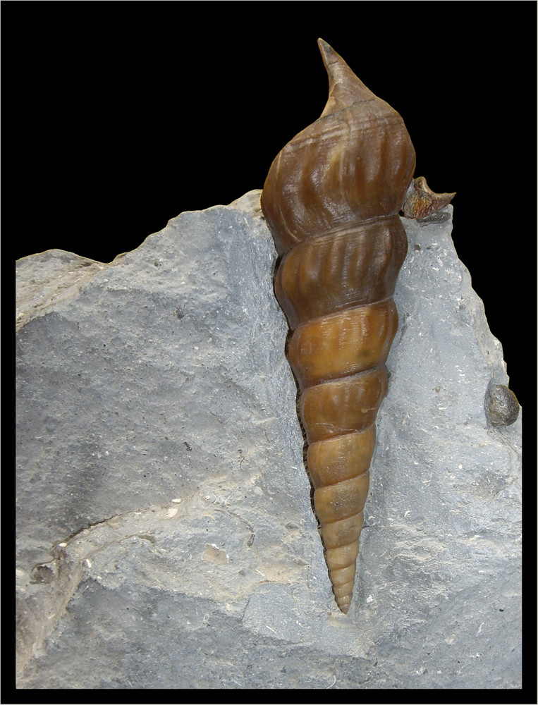 Siegerschnecke