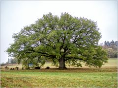 Siegeseiche von Walsdorf