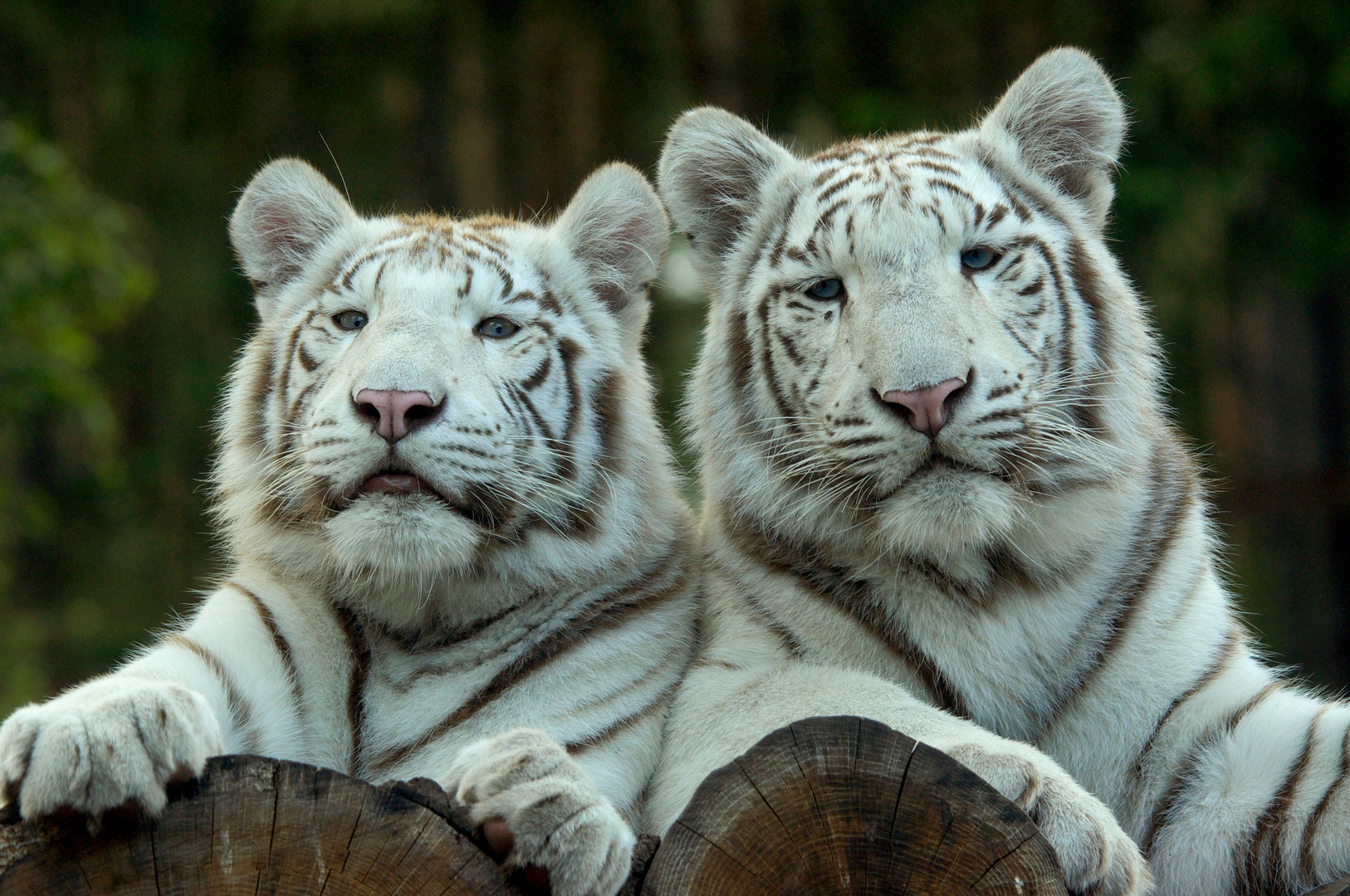 Siegfried&Roy