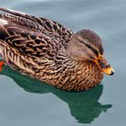 "Sieglein Spieglein... ich bin die Schönste im Ententeich von Pferdchen Fotografie"