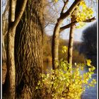 Siegmündung im Herbst - Goldenen Zeiten