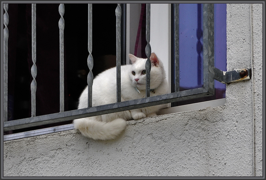 Sieh an, sieh an. Der tolle Kater von drüben hat eine neue Verehrerin...