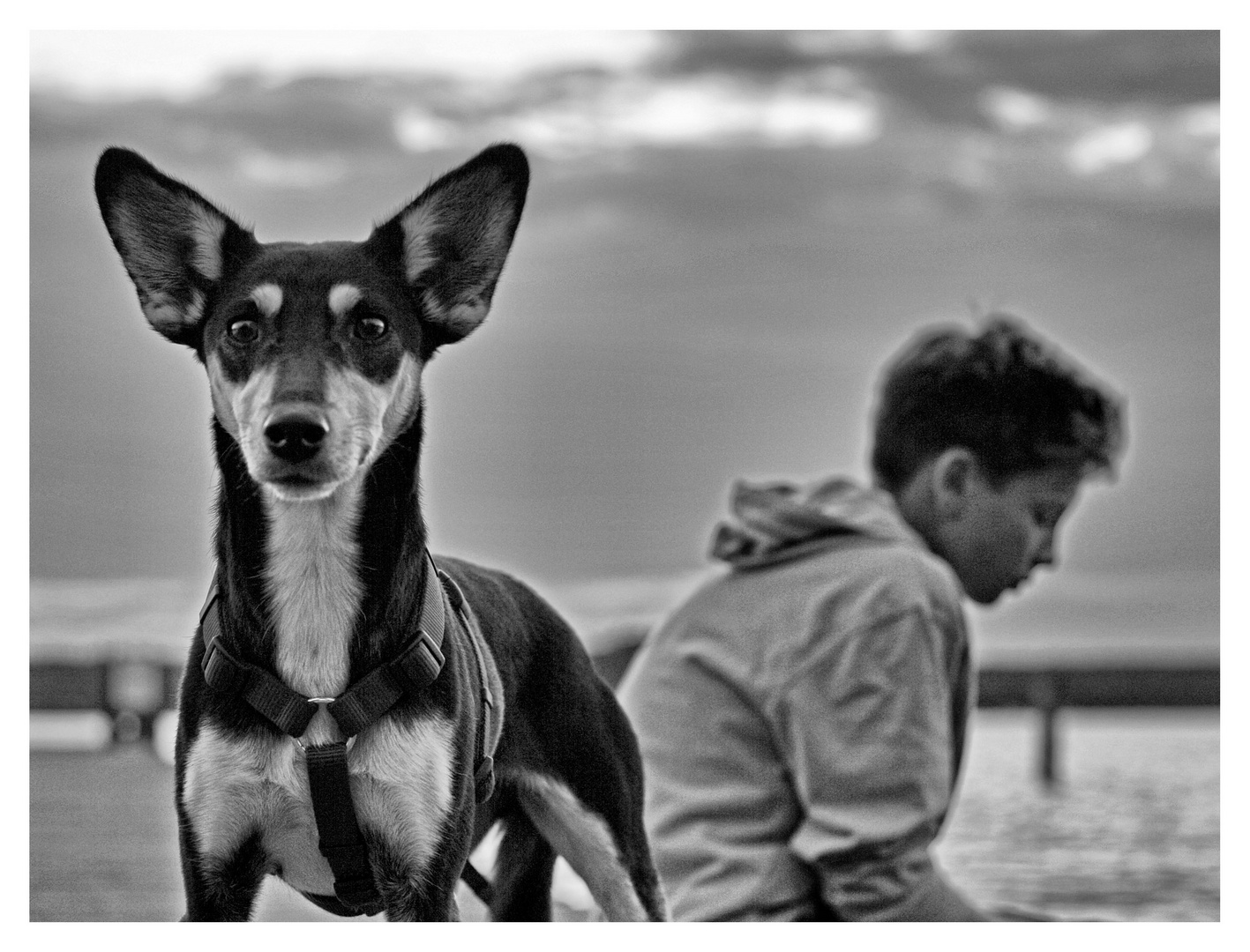 Sieh deinem Hund in die Augen ...