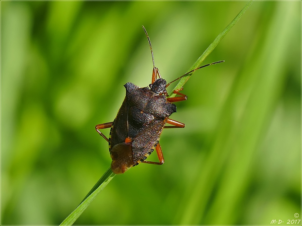 Sieh dir mal Wanze an