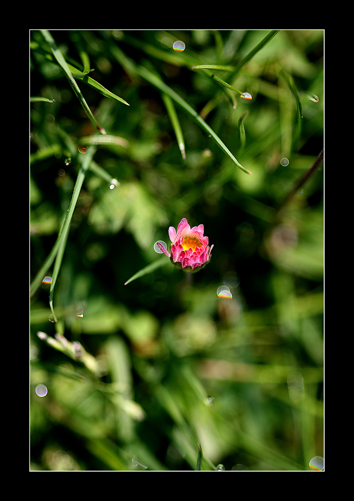 Sieh eine Welt in einem Körnchen Sand und einen Himmel in der wilden Blume