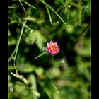 Sieh eine Welt in einem Körnchen Sand und einen Himmel in der wilden Blume