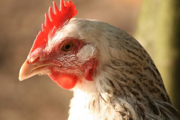 Sieh mir in die Augen