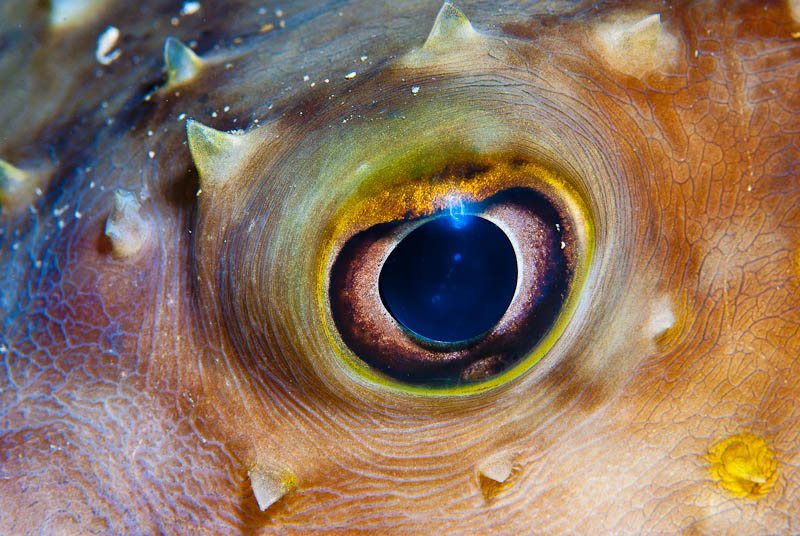 Sieh mir in die Augen...