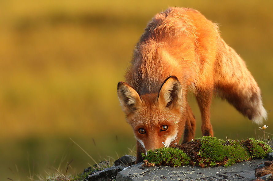 Sieh mir in die Augen Foto & Bild tiere, wildlife, säugetiere Bilder auf Sieh mir in die Augen Foto & Bild tiere, wildlife, säugetiere Bilder auf