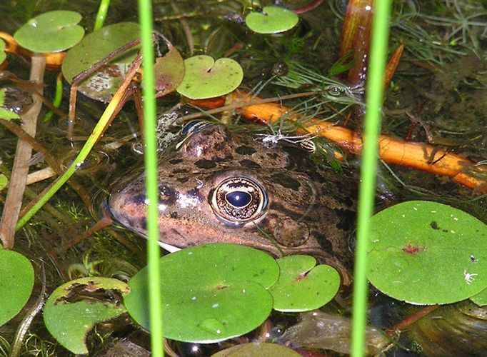 Sieh mir in die Augen ........