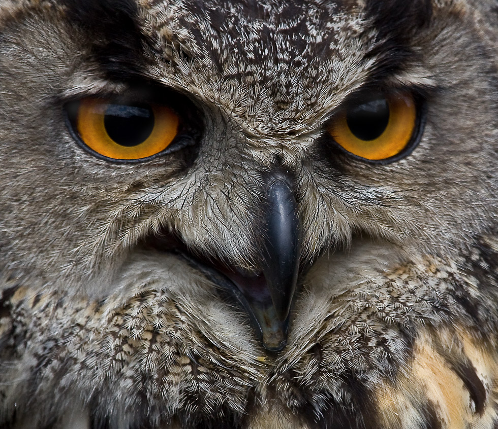 Sieh mir in die Augen ,Großer !