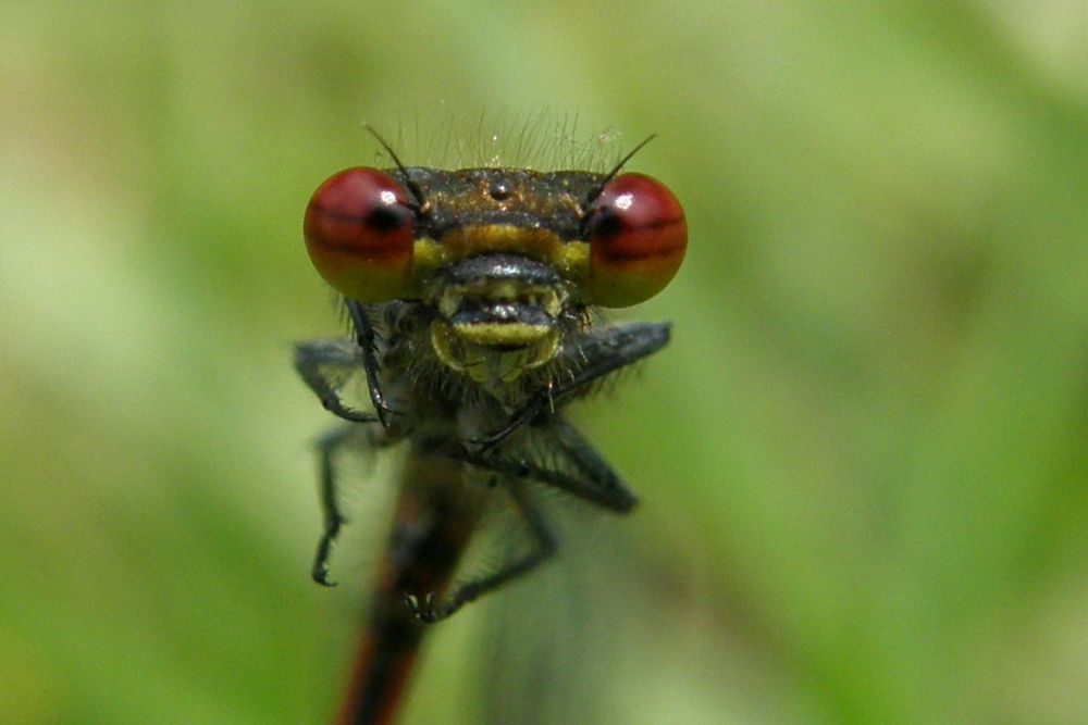 Sieh mir in die Augen Kleines