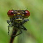 Sieh mir in die Augen Kleines